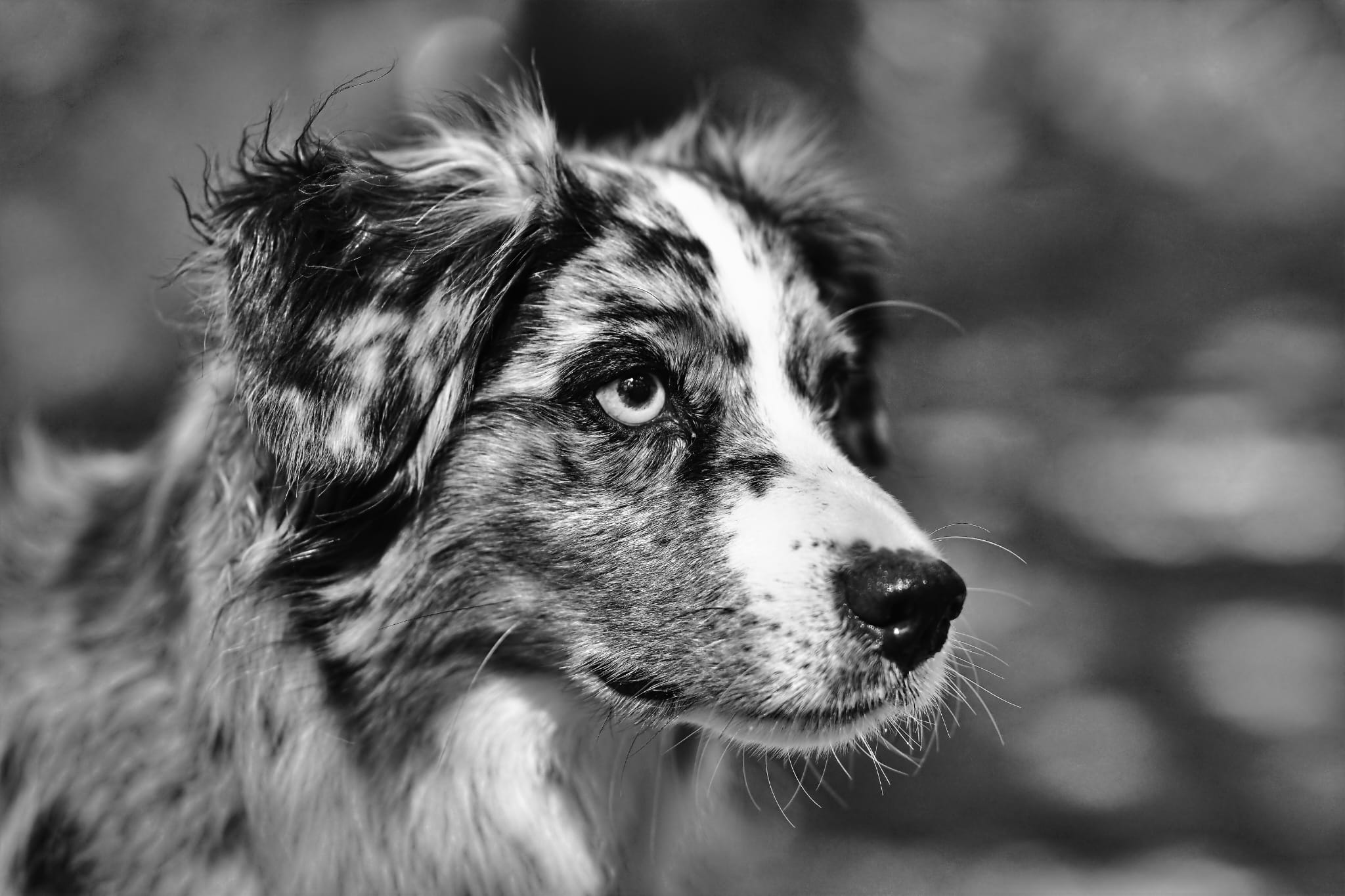 Ich und DER Hund