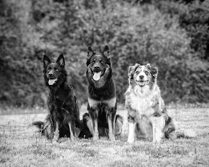 Ortsbild von „SMART-DOG Hundeschule Mila Peska“